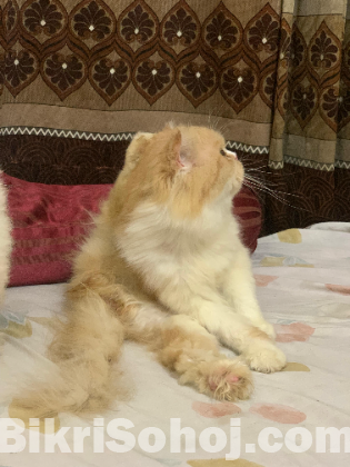 Persian cat